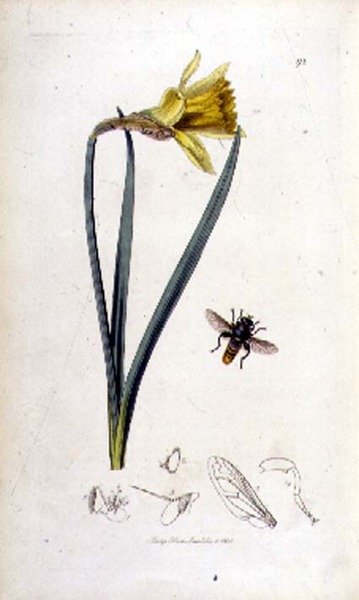 Merodon clavipes (Schwebfliege) und Narzisse, veröffentlicht von John Curtis in 