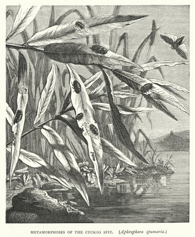 Metamorphosen des Kuckucksspeichels, Aphrophora spumaria von English School