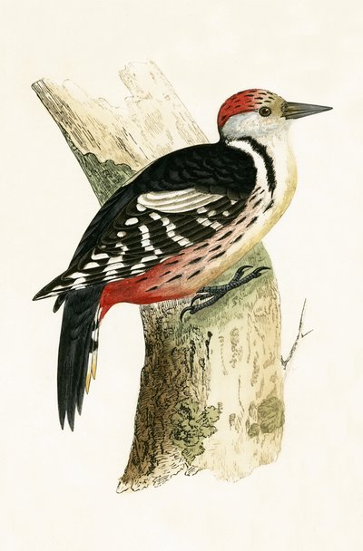 Mittelspecht, Illustration aus 