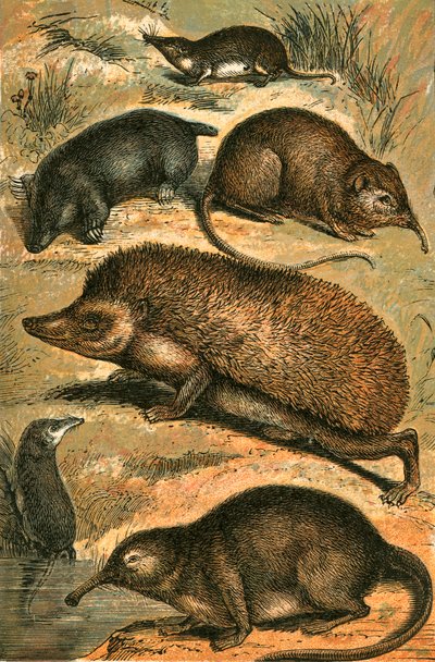 Maulwurf, Spitzmaus, Elefantenspitzmaus, Igel, Wasserspitzmaus und Pyrenäen-Desman von English School