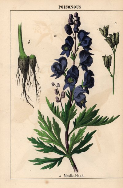 Eisenhut mit blauen Blüten, aus "The Instructive Picturebook, or Lessons from the Vegetable World," [Charlotte Mary Yonge], Edinburgh von English School