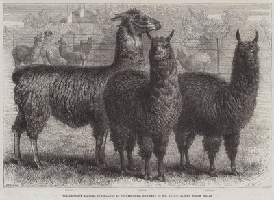 Mr. Ledgers Alpakas und Lamas in Sophienburg, dem Sitz von Mr. Atkinson, New South Wales (Stich) von English School