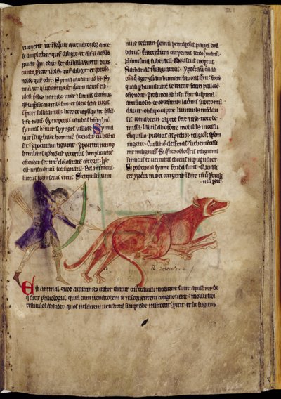 Ms 254, f.19r: Jäger, der einen Pfeil auf zwei Biber zielt, aus einem Bestiarium, frühes 13. Jahrhundert von English School