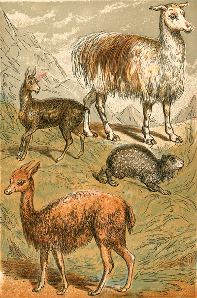 Moschustier, Lama, Vikunja und Rußpaka von English School