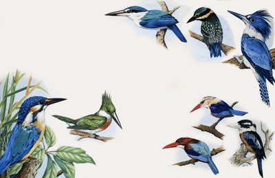 Das Königreich der Natur: Ein Farbblitz von English School