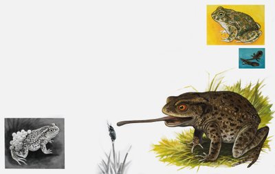 Das Königreich der Natur: Kröten -- schlicht und geduldig von English School