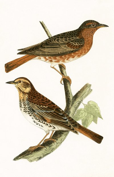 Naumanns Drossel, Illustration aus 