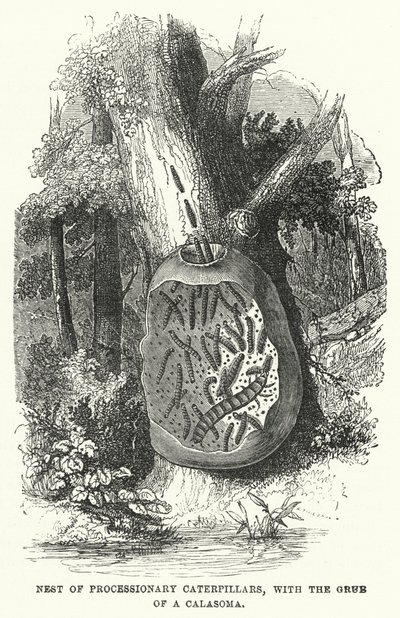Nest von Prozessionsraupen, mit der Larve eines Calasoma von English School