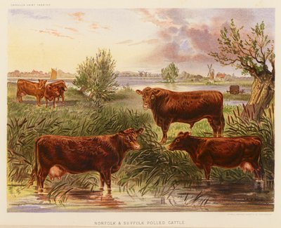 Norfolk- und Suffolk-Rinder von English School