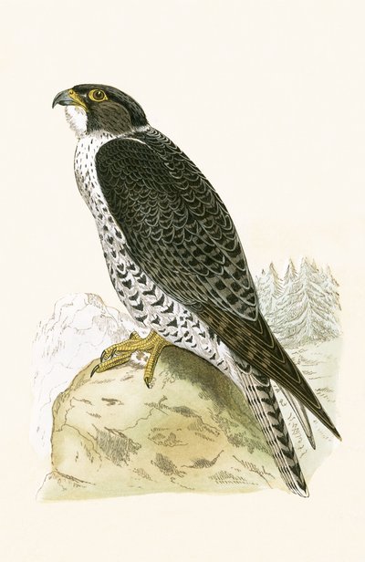 Norwegischer Jer-Falke, Illustration aus 