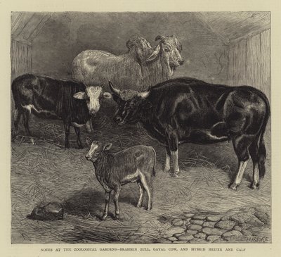 Notizen im Zoologischen Garten, Brahmanenbulle, Gayal-Kuh und Hybrid-Färse und Kalb (Stich) von English School