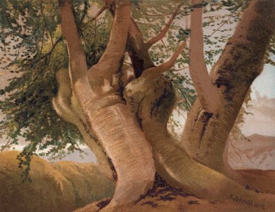 Alte Buchenstämme im Burnham Wood von English School