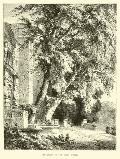 Alte Bäume in der Villa d