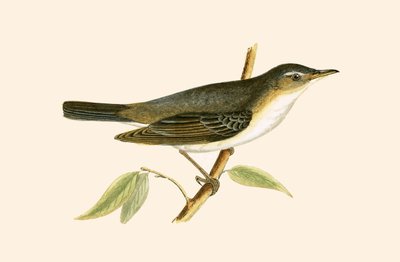 Olivenbaum-Waldsänger, Illustration aus 