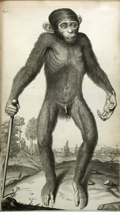 Orang-Outang, sive Homo Sylvestris: oder die Anatomie eines Pygmäen im Vergleich mit der eines Affen, eines Menschenaffen und eines Menschen, von Martha E. Tyson von English School