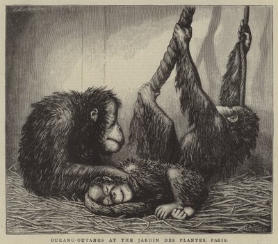 Orang-Utans im Jardin des Plantes, Paris von English School