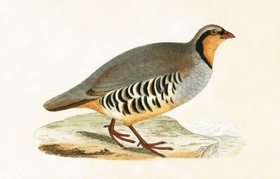 P Graeca, Var, Illustration aus 