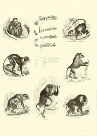 Seite aus dem Pictorial Museum of Animated Nature von English School