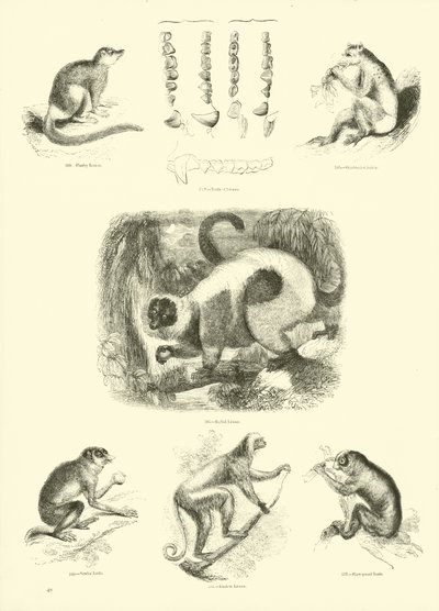 Seite aus dem Pictorial Museum of Animated Nature von English School
