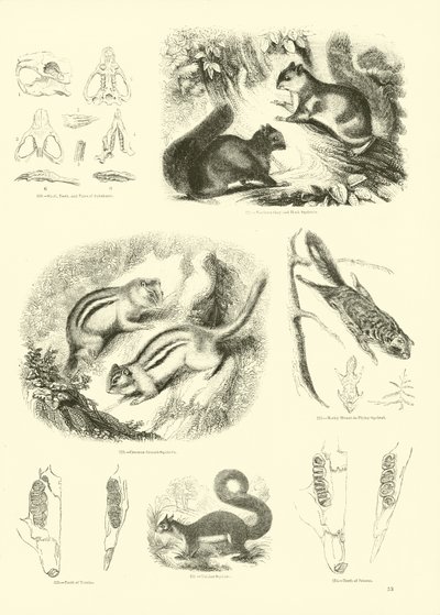 Seite aus dem Pictorial Museum of Animated Nature von English School