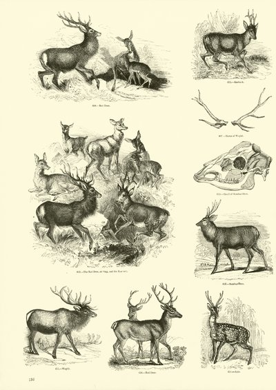 Seite aus dem Bildmuseum der belebten Natur von English School