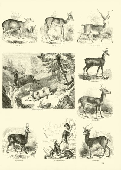 Seite aus dem Bildmuseum der belebten Natur von English School