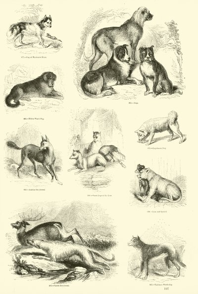 Seite aus dem Bildmuseum der belebten Natur von English School