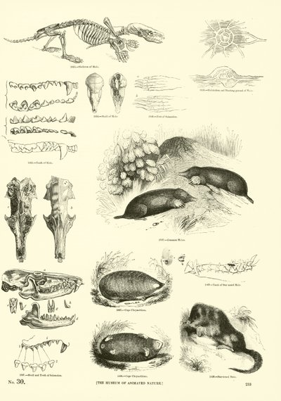 Seite aus dem Bildmuseum der belebten Natur von English School