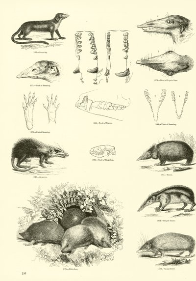 Seite aus dem Bildmuseum der belebten Natur von English School
