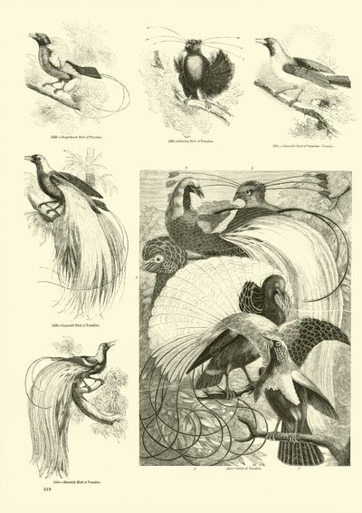 Seite aus dem Bildmuseum der belebten Natur von English School
