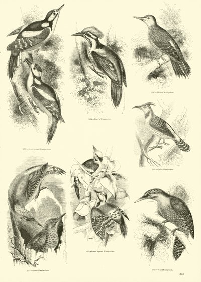 Seite aus dem Bildmuseum der belebten Natur von English School