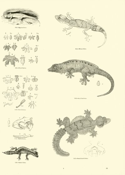 Seite aus dem Bildmuseum der belebten Natur von English School