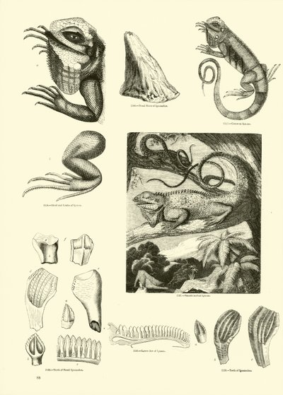 Seite aus dem Bildmuseum der belebten Natur von English School