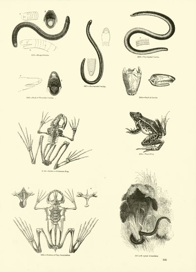 Seite aus dem Bildmuseum der belebten Natur von English School