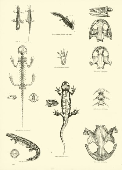 Seite aus dem Bildmuseum der belebten Natur von English School
