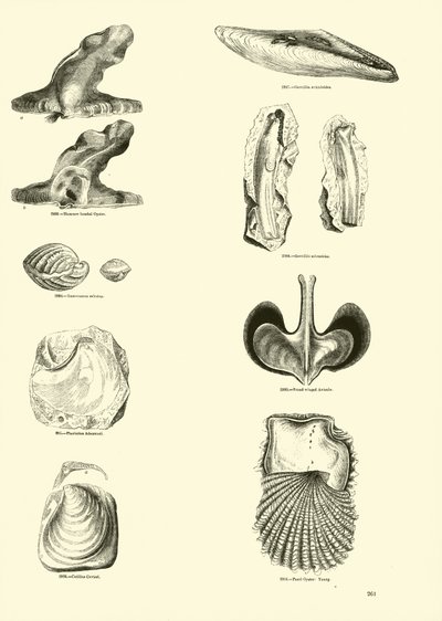 Seite aus dem Bildmuseum der belebten Natur von English School