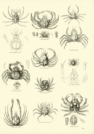 Seite aus dem Bildmuseum der belebten Natur von English School