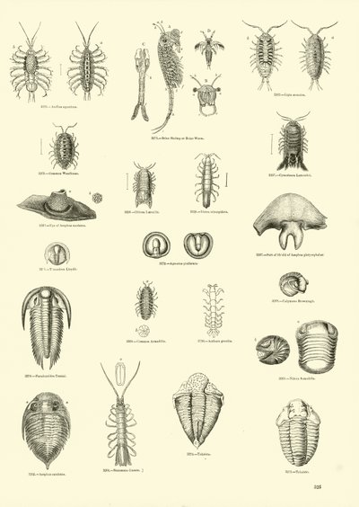 Seite aus dem Bildmuseum der belebten Natur von English School