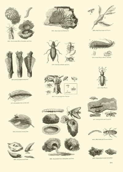 Seite aus dem Bildmuseum der belebten Natur von English School