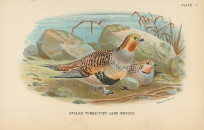 Pallas-Dreizehen-Sandhuhn von English School