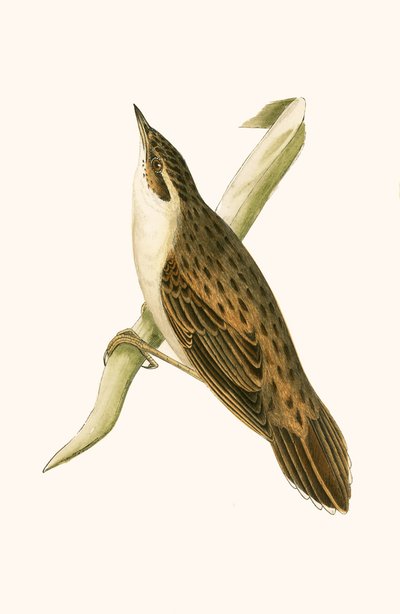 Pallas-Grasmücke, Illustration aus 