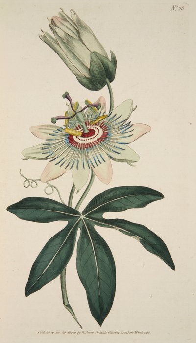 Passiflora Coerulea Gemeine Passionsblume, veröffentlicht 1786 handkolorierter Stich von English School