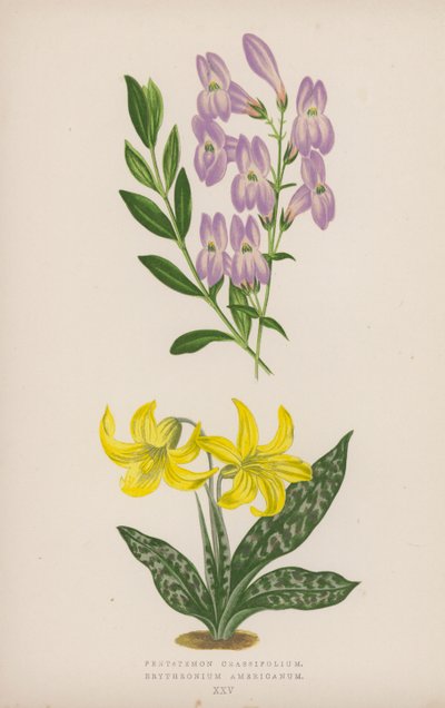 Pentstemon Crassifolium; Erythronium Americanum von English School