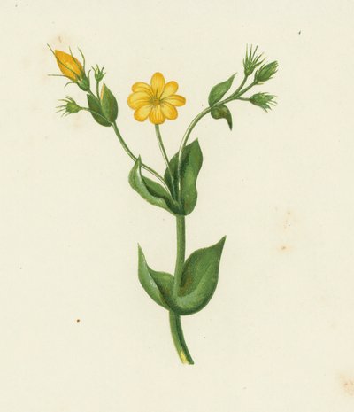 Durchwachsener Bitterling, Chlora Perfoliata von English School