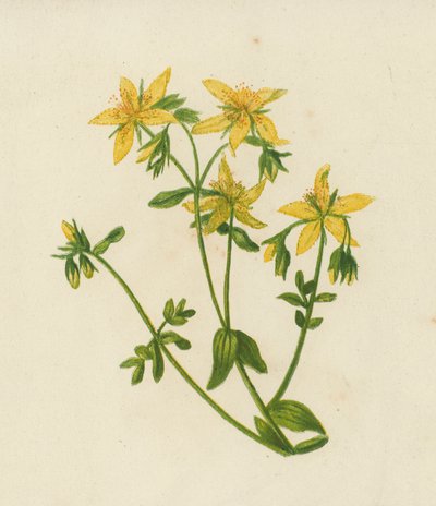 Johanniskraut, Hypericum Perforatum von English School
