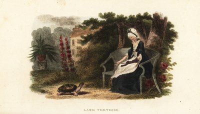 Hausschildkröte mit ihrer Wohltäterin von 30 Jahren, einer alten Dame, in einem ummauerten Garten in der Nähe von Lewes, Sussex von English School