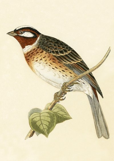 Fichtenammer, Illustration aus 
