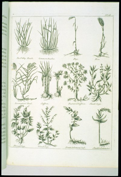 Pflanzen aus Culpepers English Physician and Complete Herbal, veröffentlicht 1790 von English School