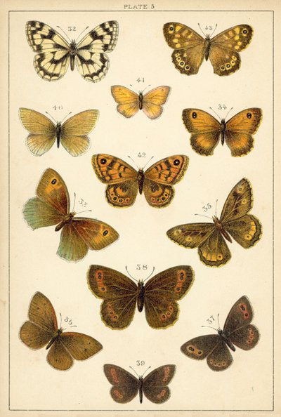 Tafel aus Unseres Landes Schmetterlinge und Motten von English School