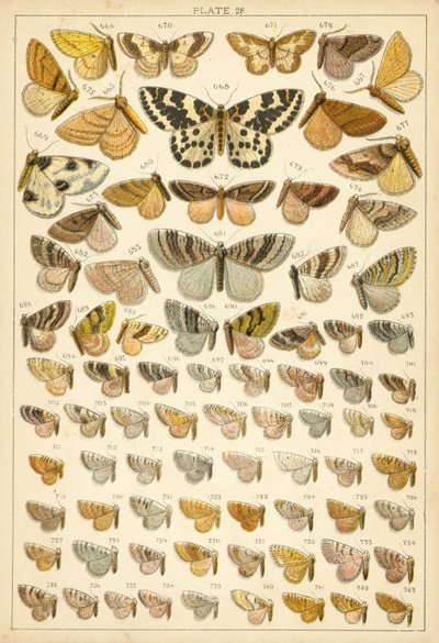 Tafel aus Unseres Landes Schmetterlinge und Motten von English School